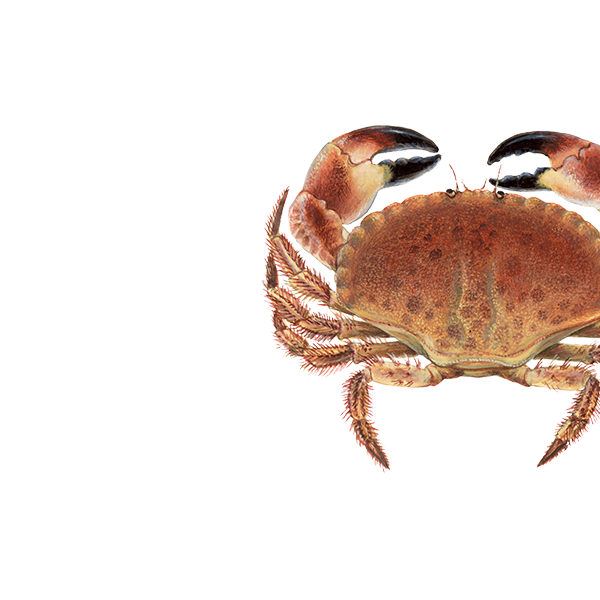 Crab comestibil/ Pagur
